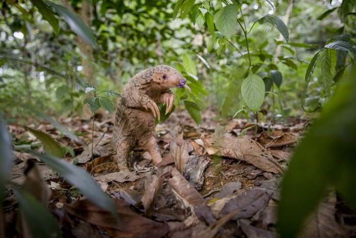 Fromosan pangolin image